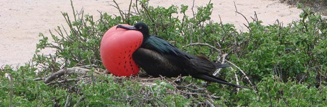 The great frigate bird advertising for a mate © BW Media